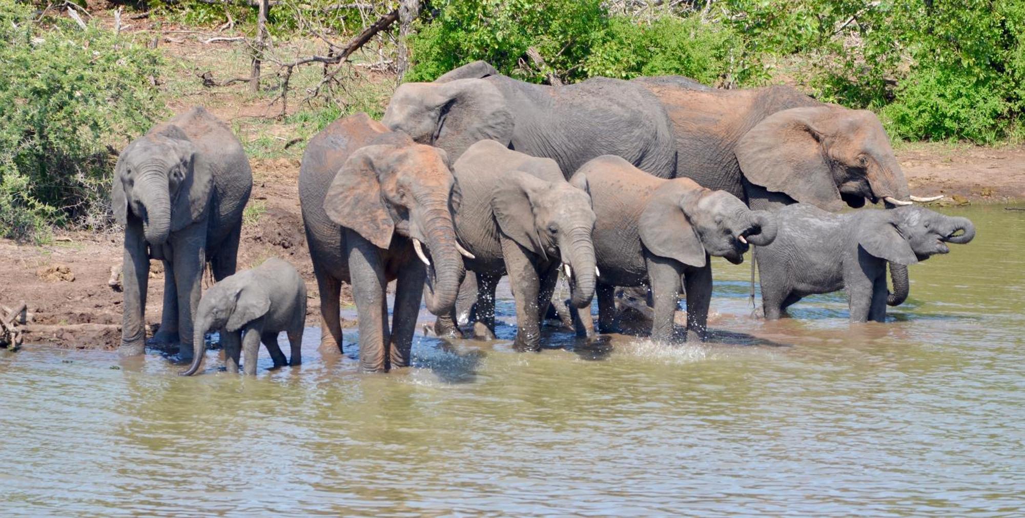 Kholiwe On Kruger Lodge & Safaris Marloth Park Eksteriør bilde