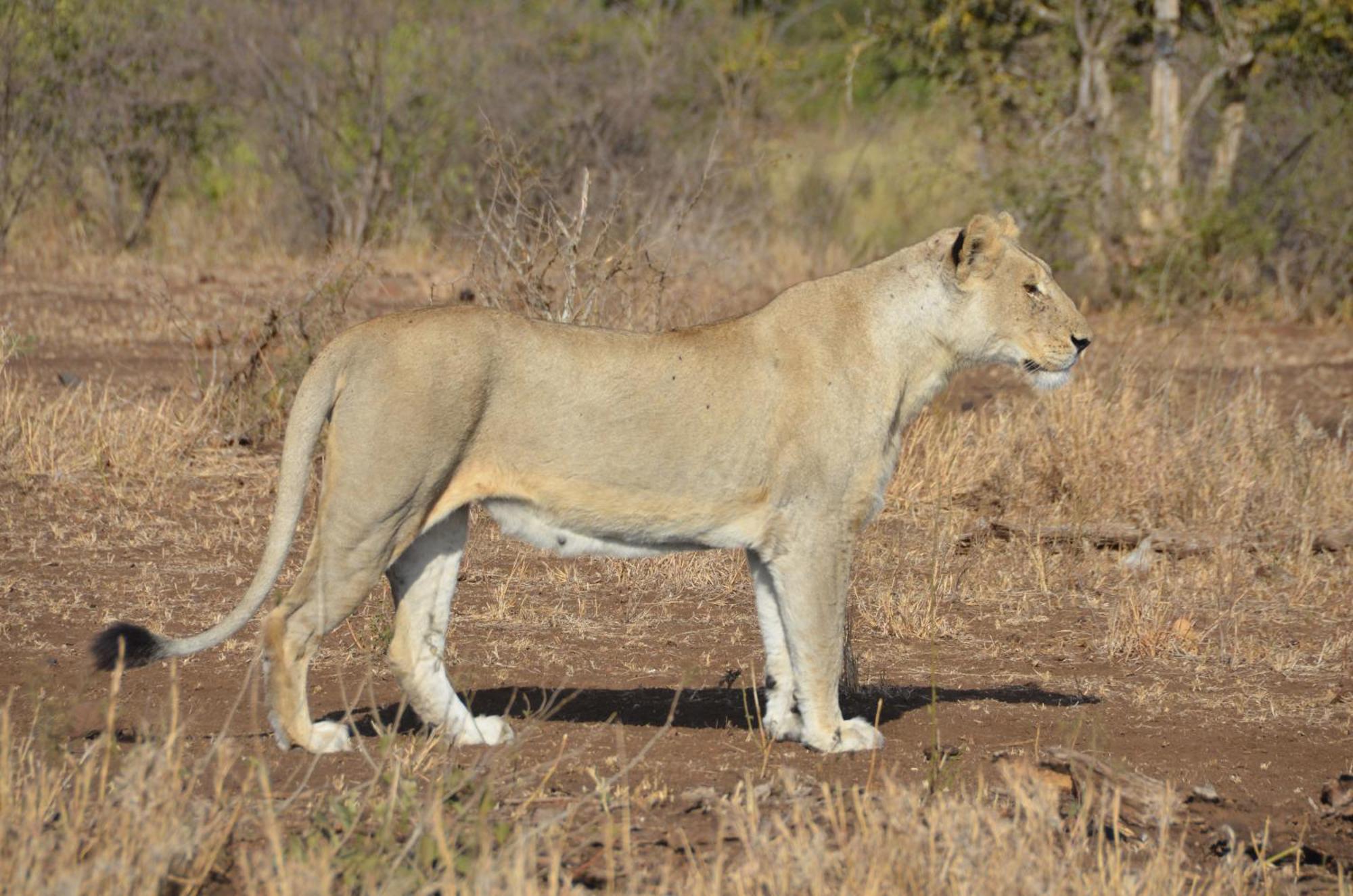 Kholiwe On Kruger Lodge & Safaris Marloth Park Eksteriør bilde