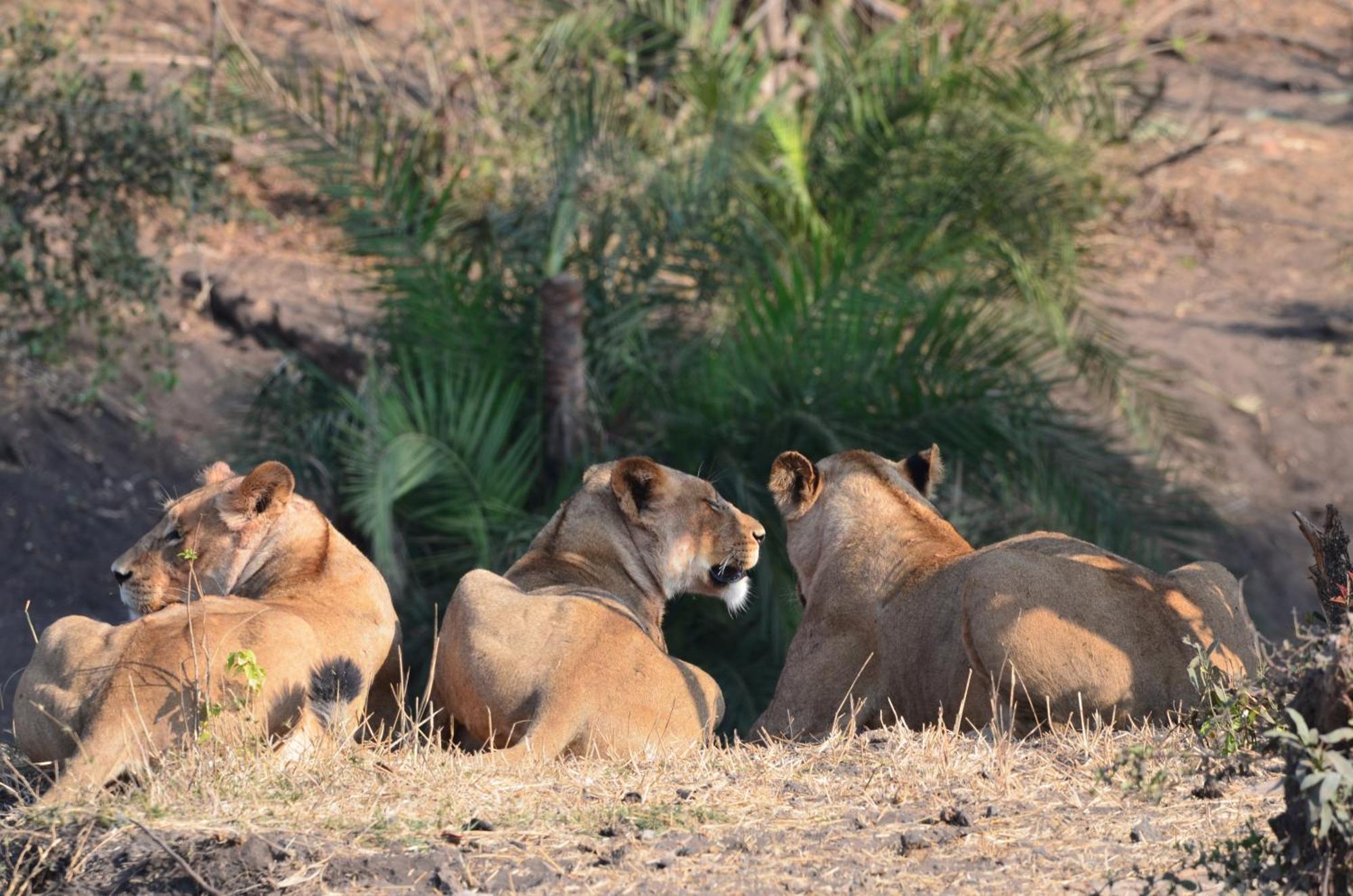Kholiwe On Kruger Lodge & Safaris Marloth Park Eksteriør bilde